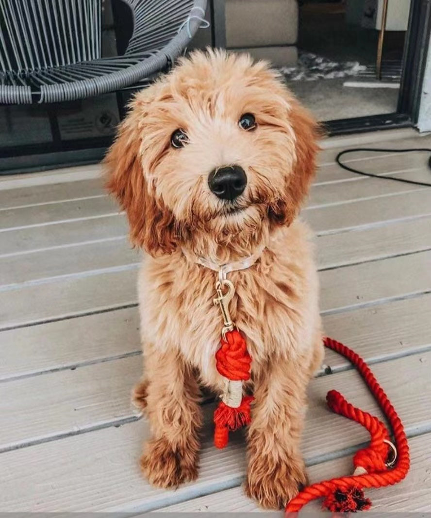 Dog Rope Leash - Ferrari Red