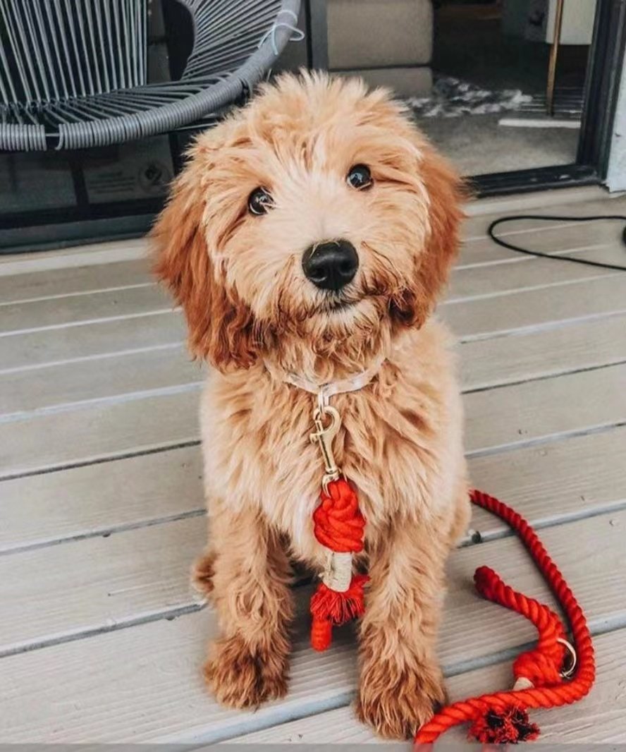 Dog Rope Leash - Rainbow Vibes