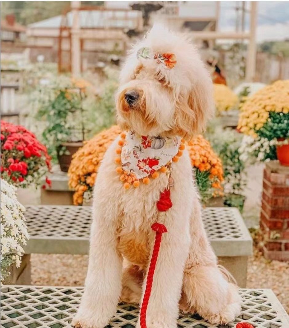 Hands Free Rope Leash and Luxe Royal Leather Collar Bundle - Strawberry Love