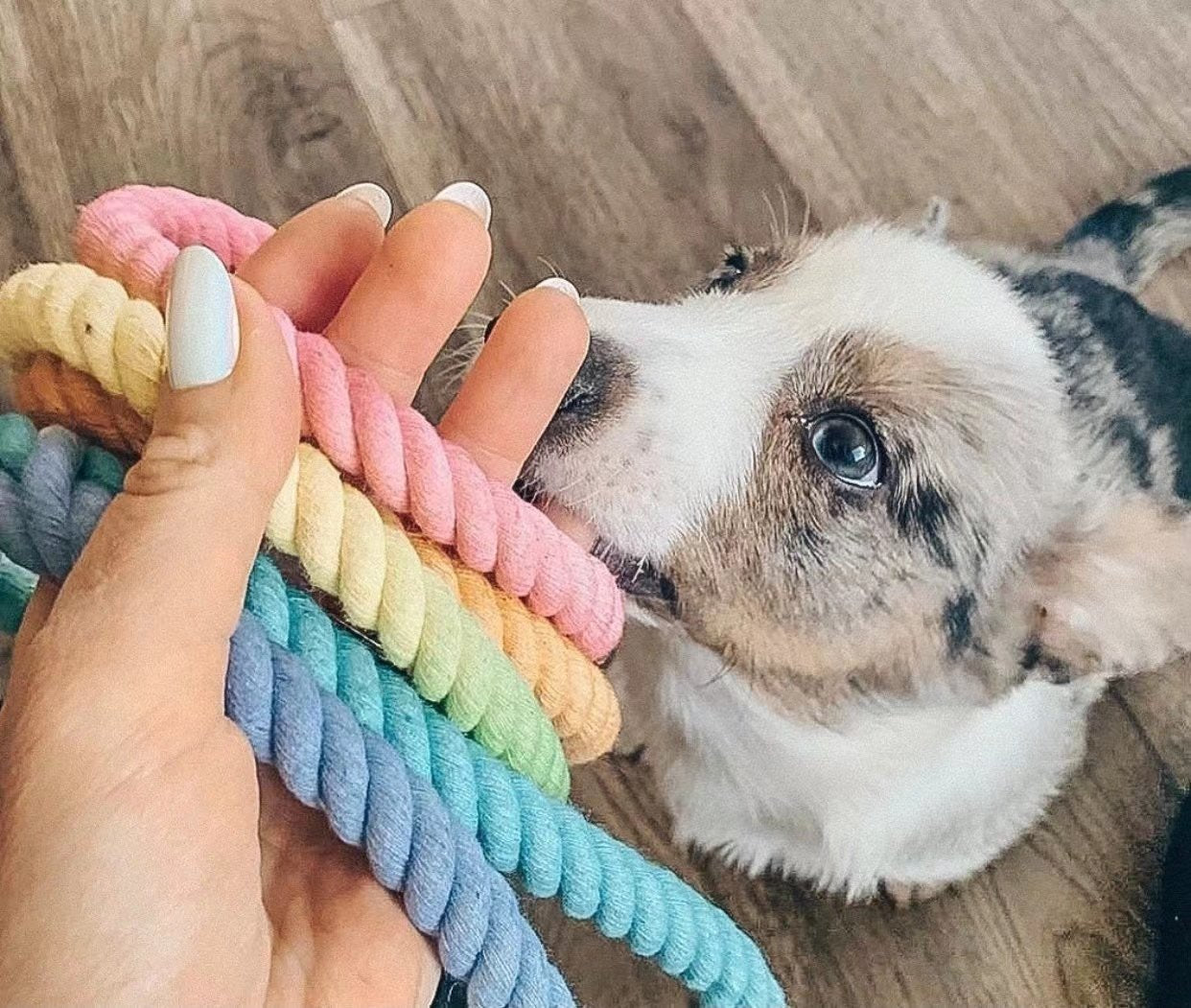 Dog Rope Leash - 	Donut Pink