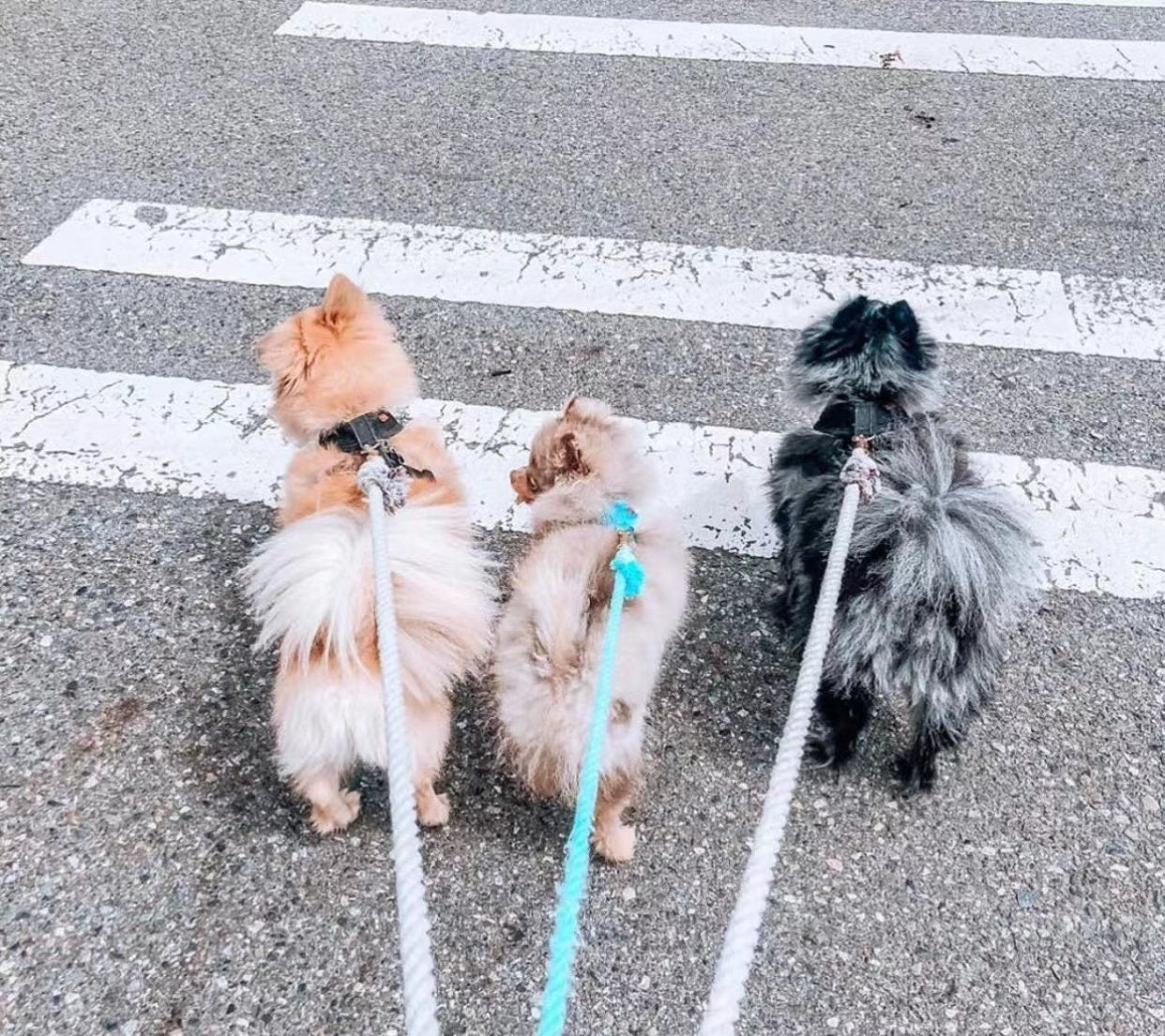 Dog Rope Leash - Ombré Yellow