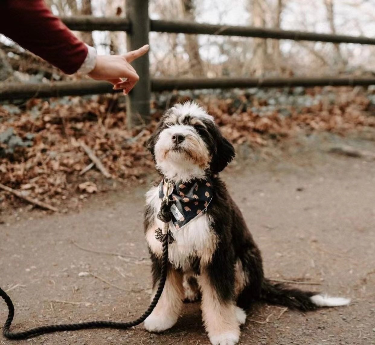 Hands Free Rope Leash and Luxe Royal Leather Collar Bundle - Sunset