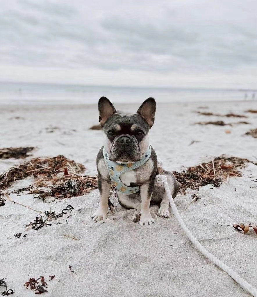 Hands Free Rope Leash and Luxe Royal Leather Collar Bundle - Daydream