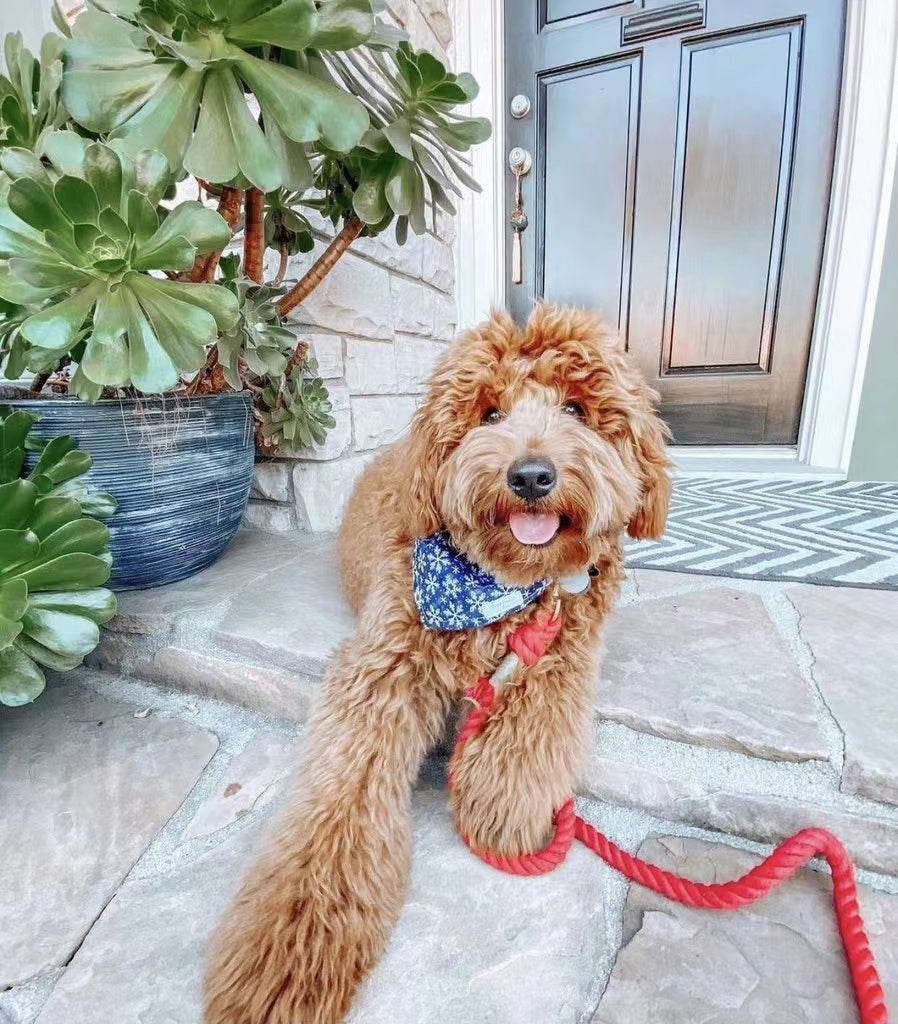 Dog Rope Leash - Ferrari Red