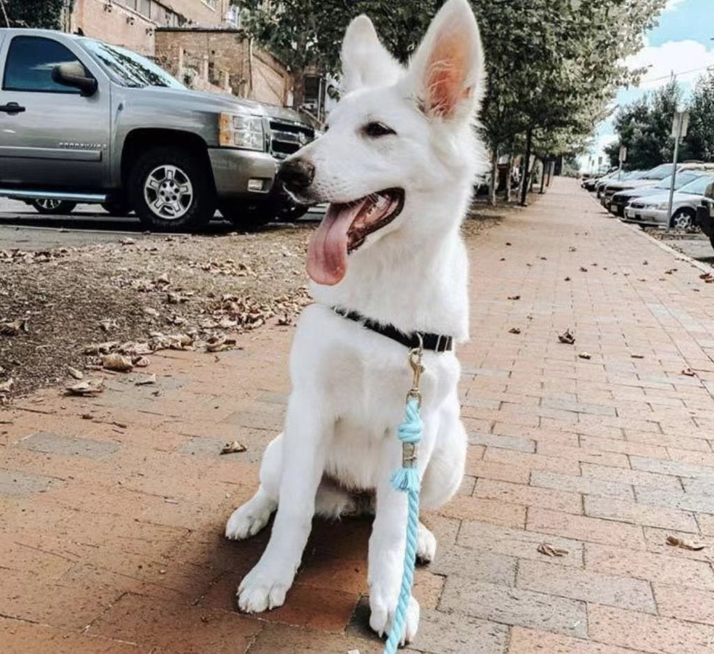 Luxe Royal Pink Leather Rope Leash - Sky Blue