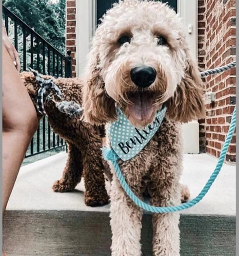 Dog Rope Leash - Ombré Yellow