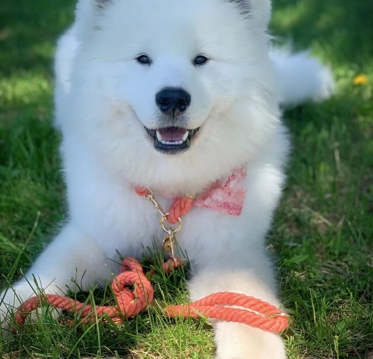 Luxe Royal Pink Leather Rope Leash - Bright Gold