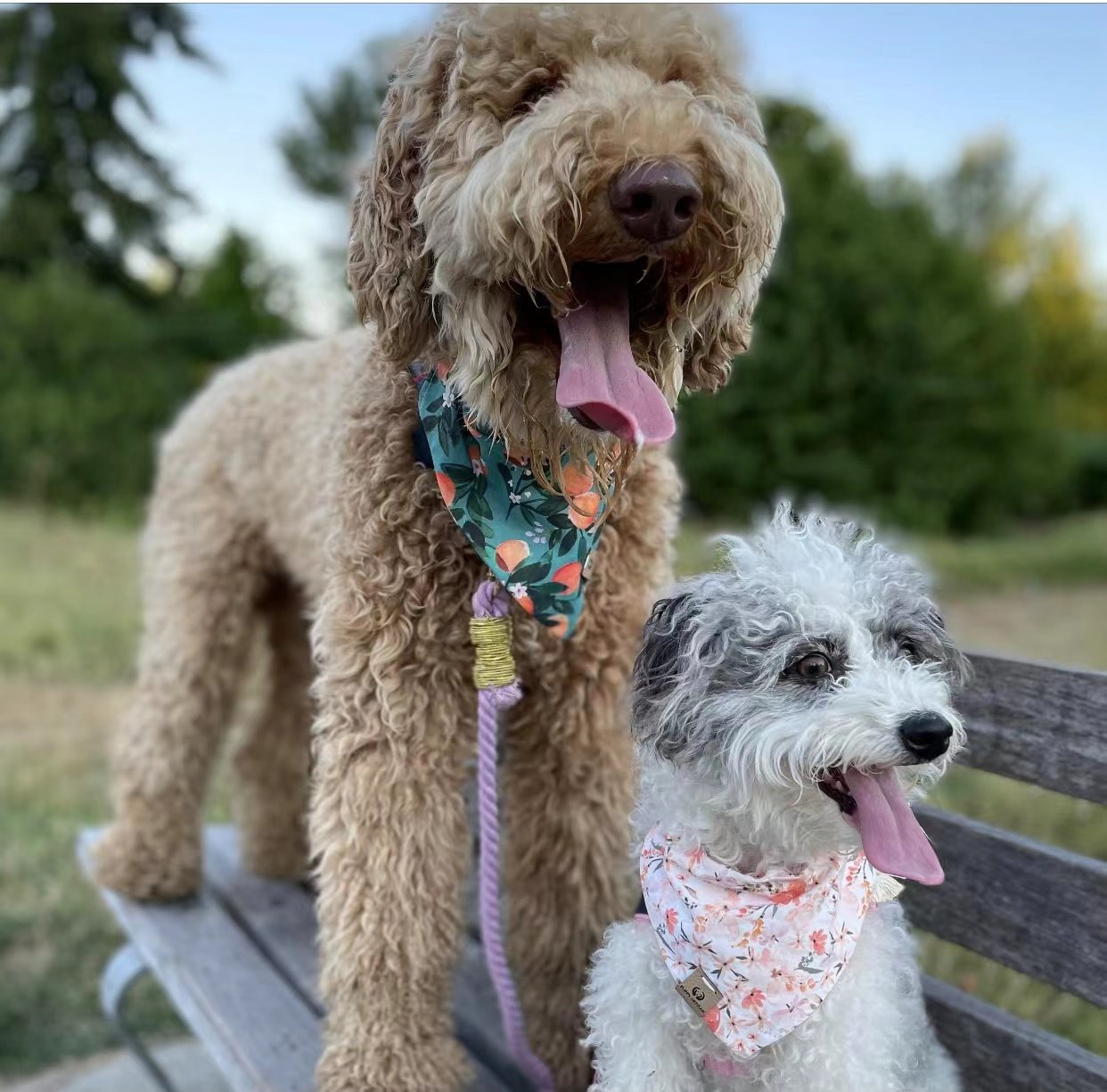 Dog Rope Leash - Forest Love