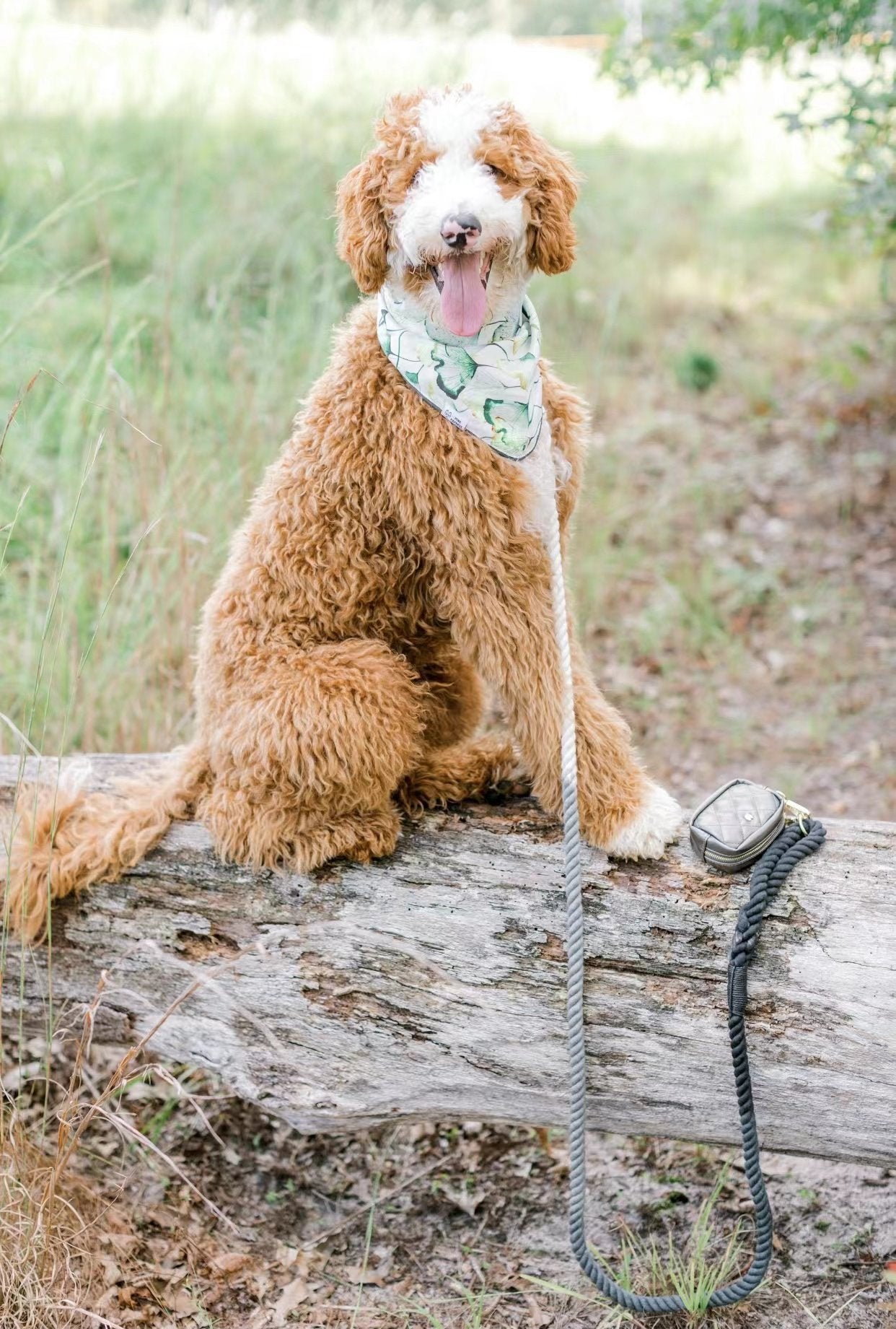 Luxe Royal Leather Rope Leash and Collar Set - Mint Green