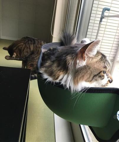 Window Mounted Cat Perch