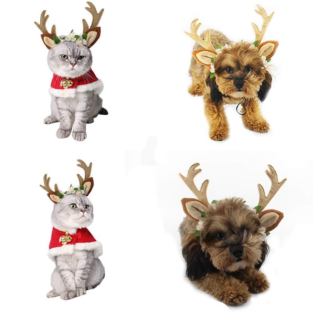 Reindeer look for pets