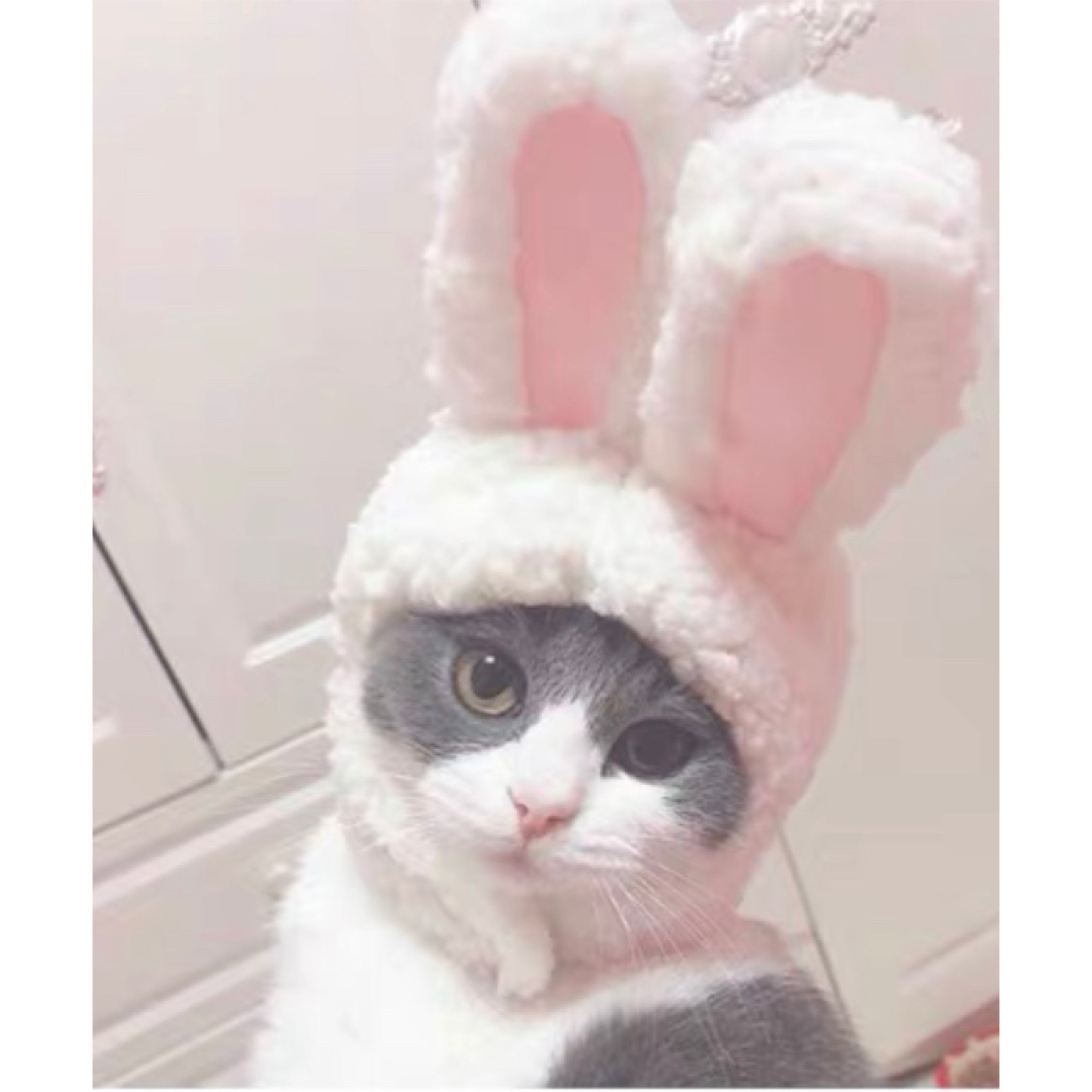 Bunny Bonnet For pets