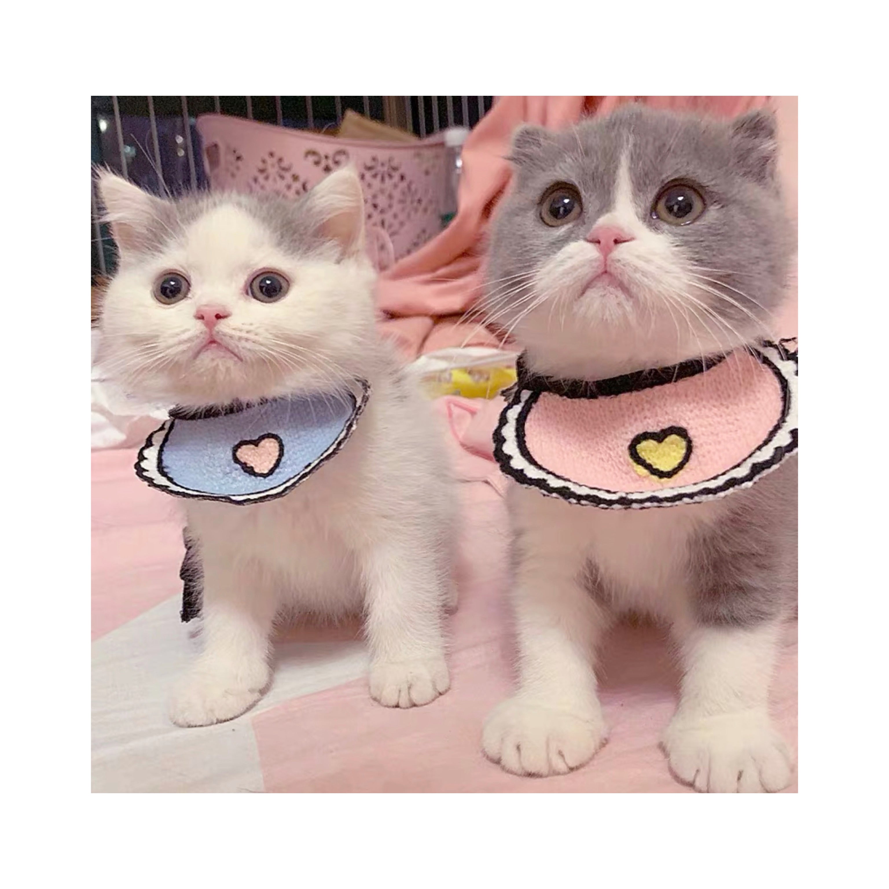 Love Pink Bibs for pets