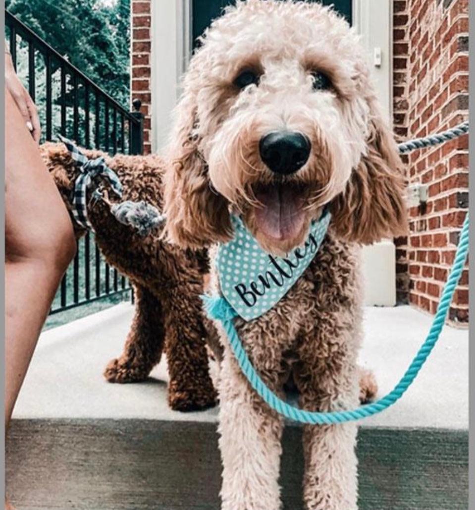 ROPE LEASH - OMBRE TEAL - Pawsomepetsnewyork