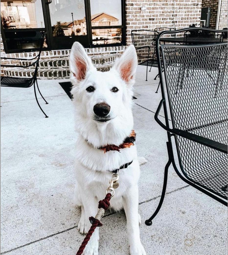 ROPE LEASH - OMBRE PURPLE - Pawsomepetsnewyork