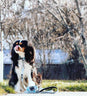 Pawsome Pets New York® logo