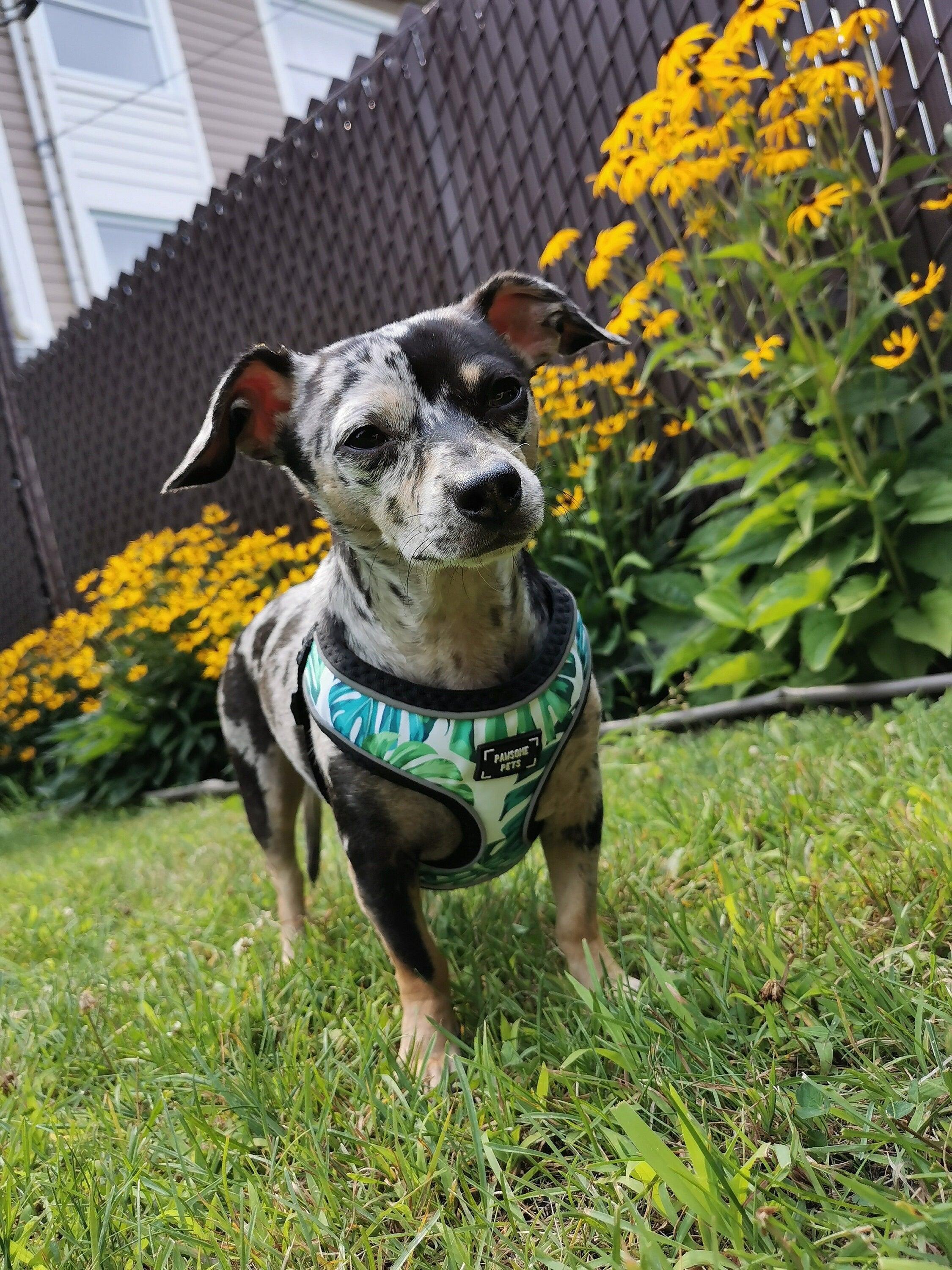 ADJUSTABLE HARNESS - NAPA - Pawsomepetsnewyork