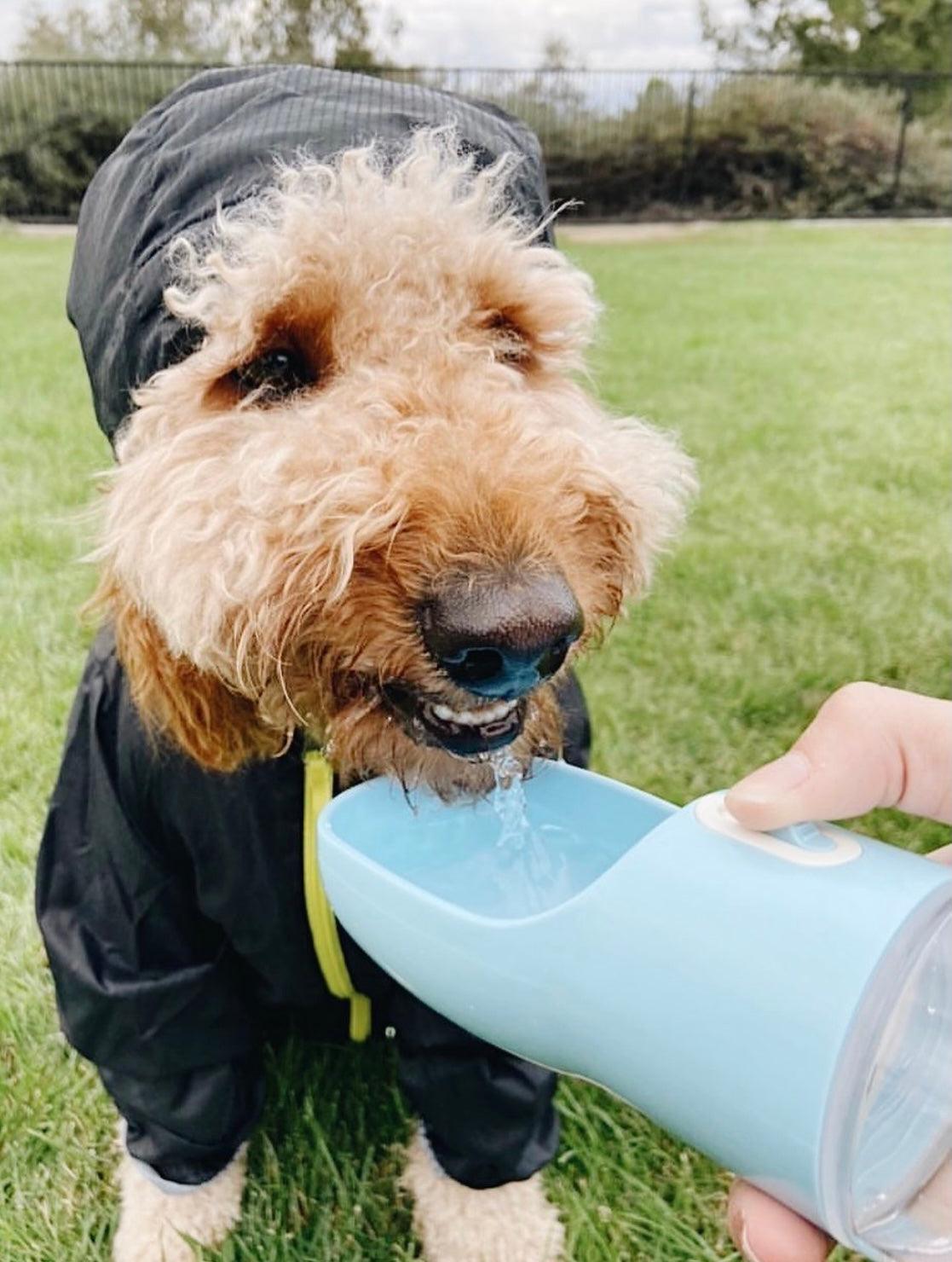 2 IN 1 PORTABLE PET FEEDER - BLUE - Pawsomepetsnewyork