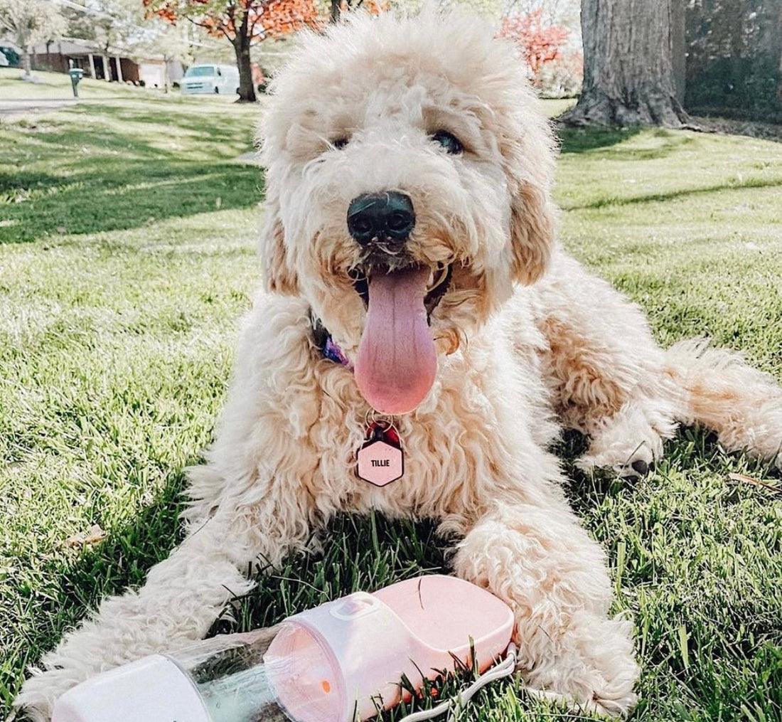 2 IN 1 PORTABLE PET FEEDER - PINK - Pawsomepetsnewyork