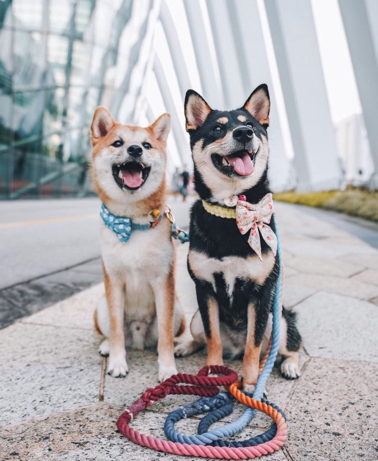 ROPE LEASH - OMBRE CORAL