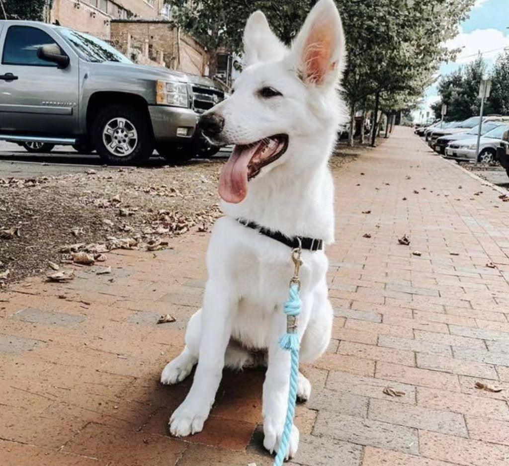 Dog Rope Leash - Mint Green - Pawsomepetsnewyork